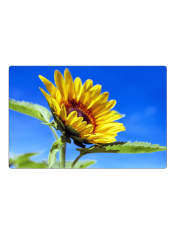 Fridge magnet - sunflower