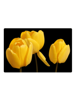 Aimant pour réfrigérateur - tulipes jaunes