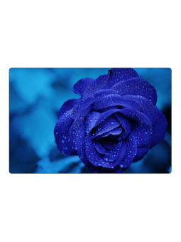 Fridge magnet - navy blue rose